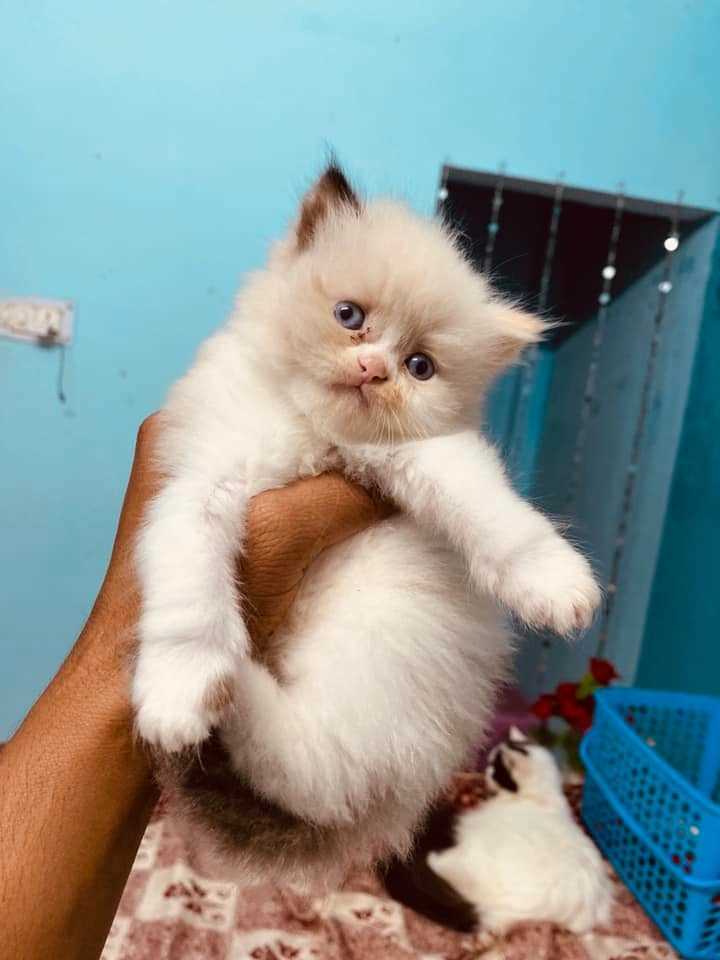 Ragdoll For Sale In Allahabad