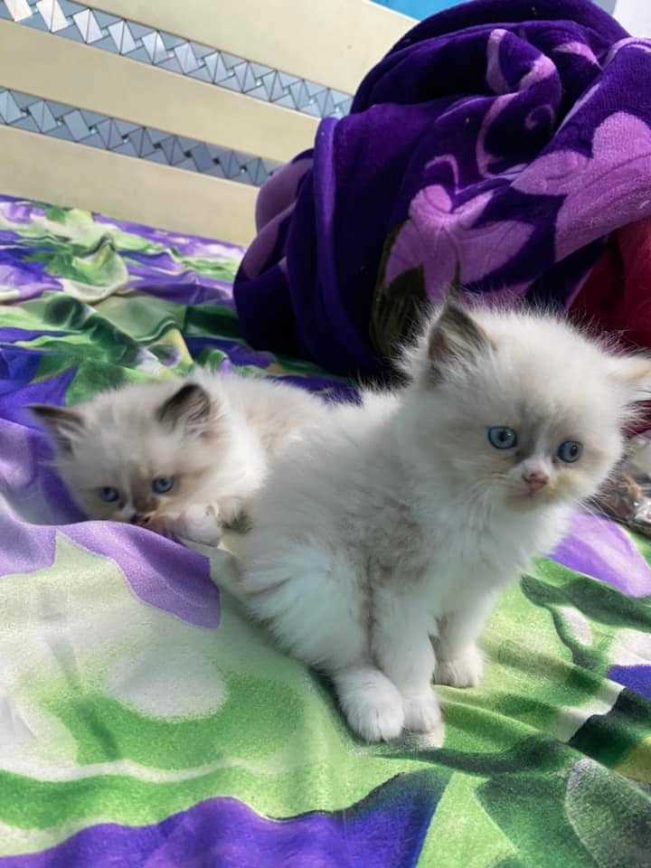 Ragdoll For Sale In Allahabad