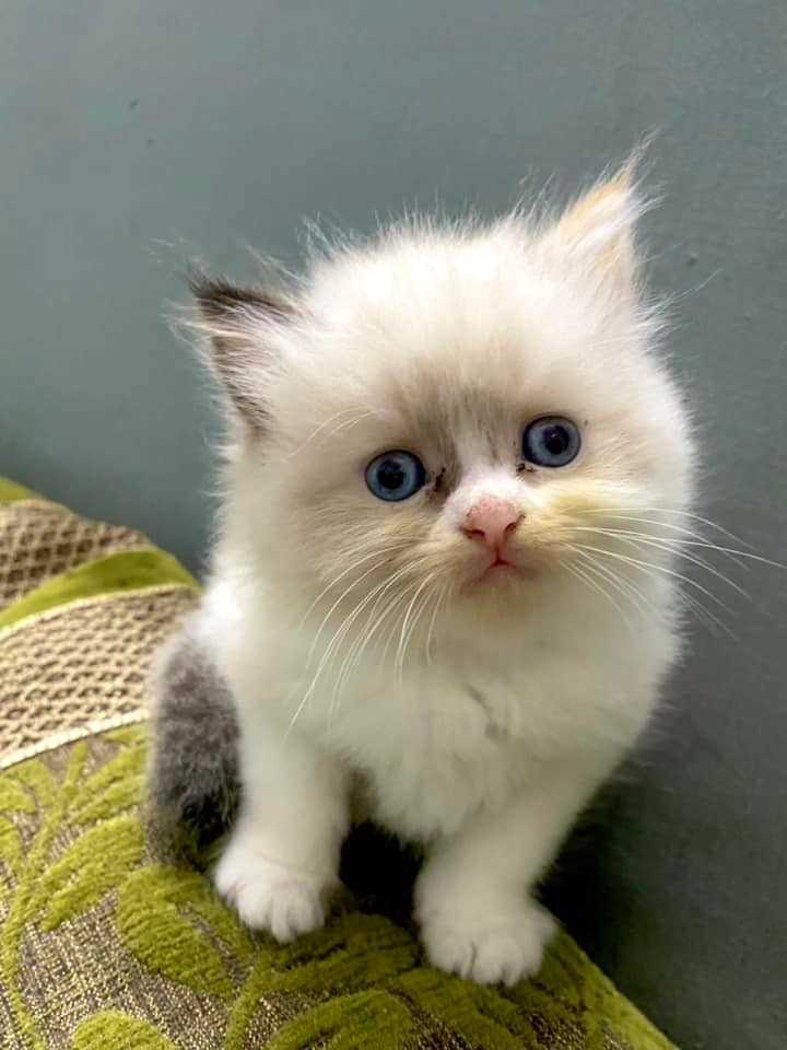 Ragdoll For Sale In Amravati