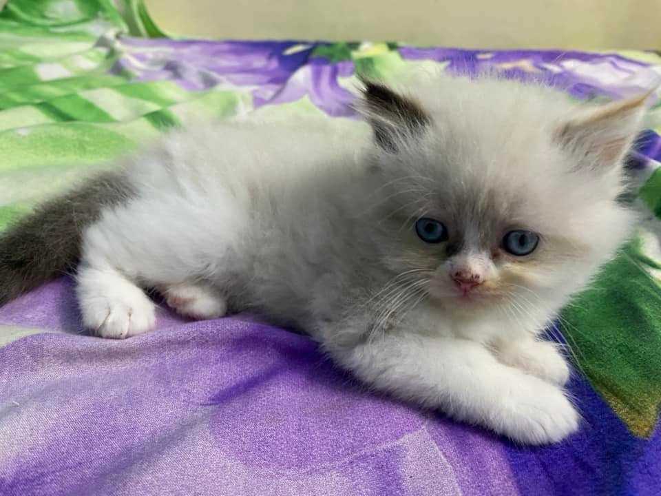 Ragdoll For Sale In Amravati