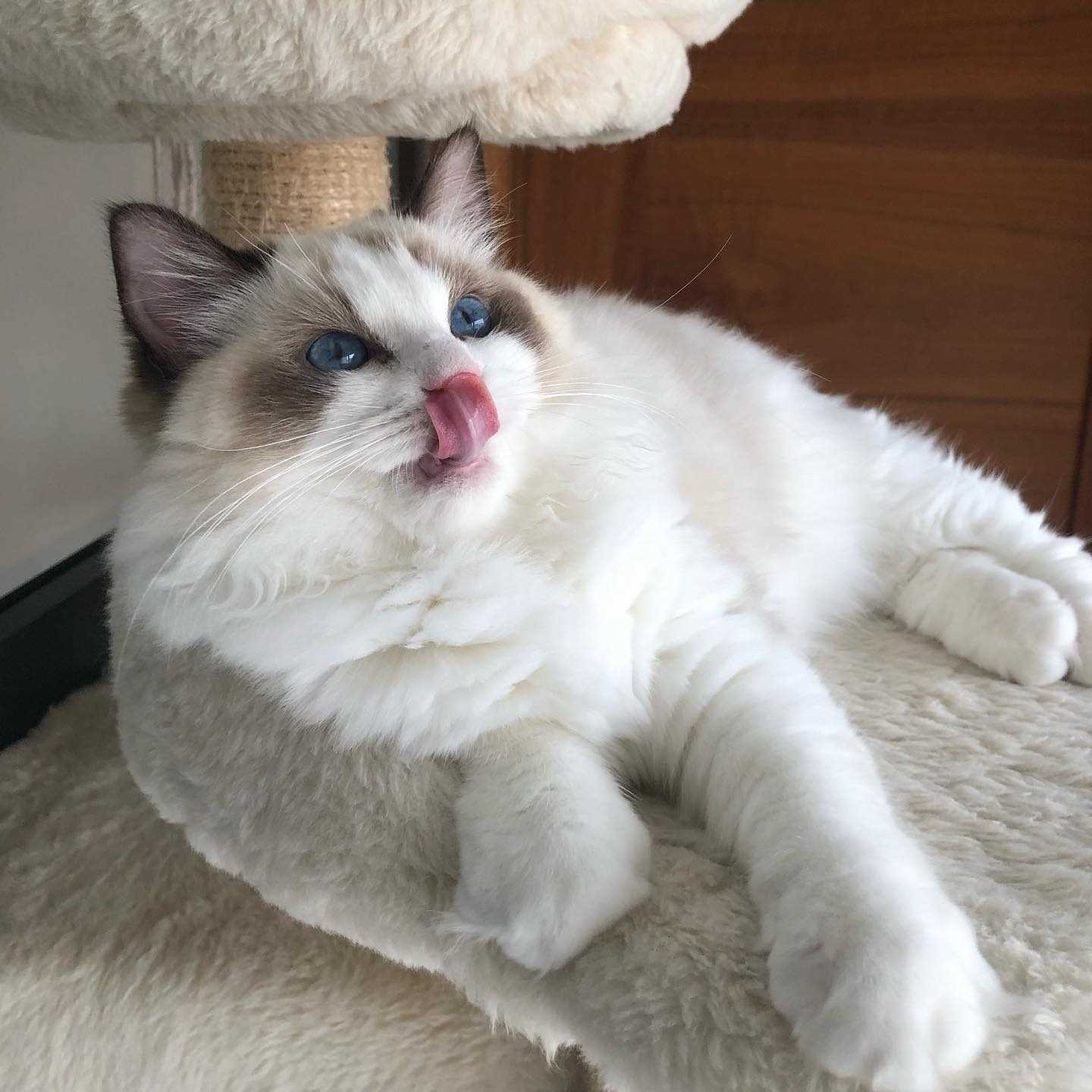 Ragdoll For Sale In Bareilly