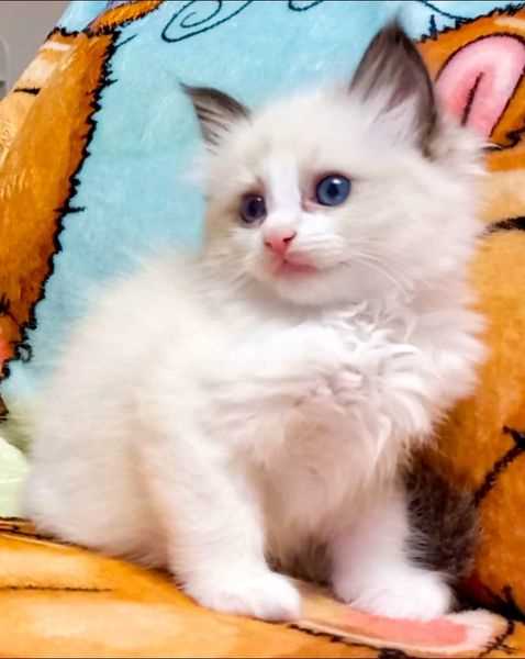 Ragdoll For Sale In Bareilly