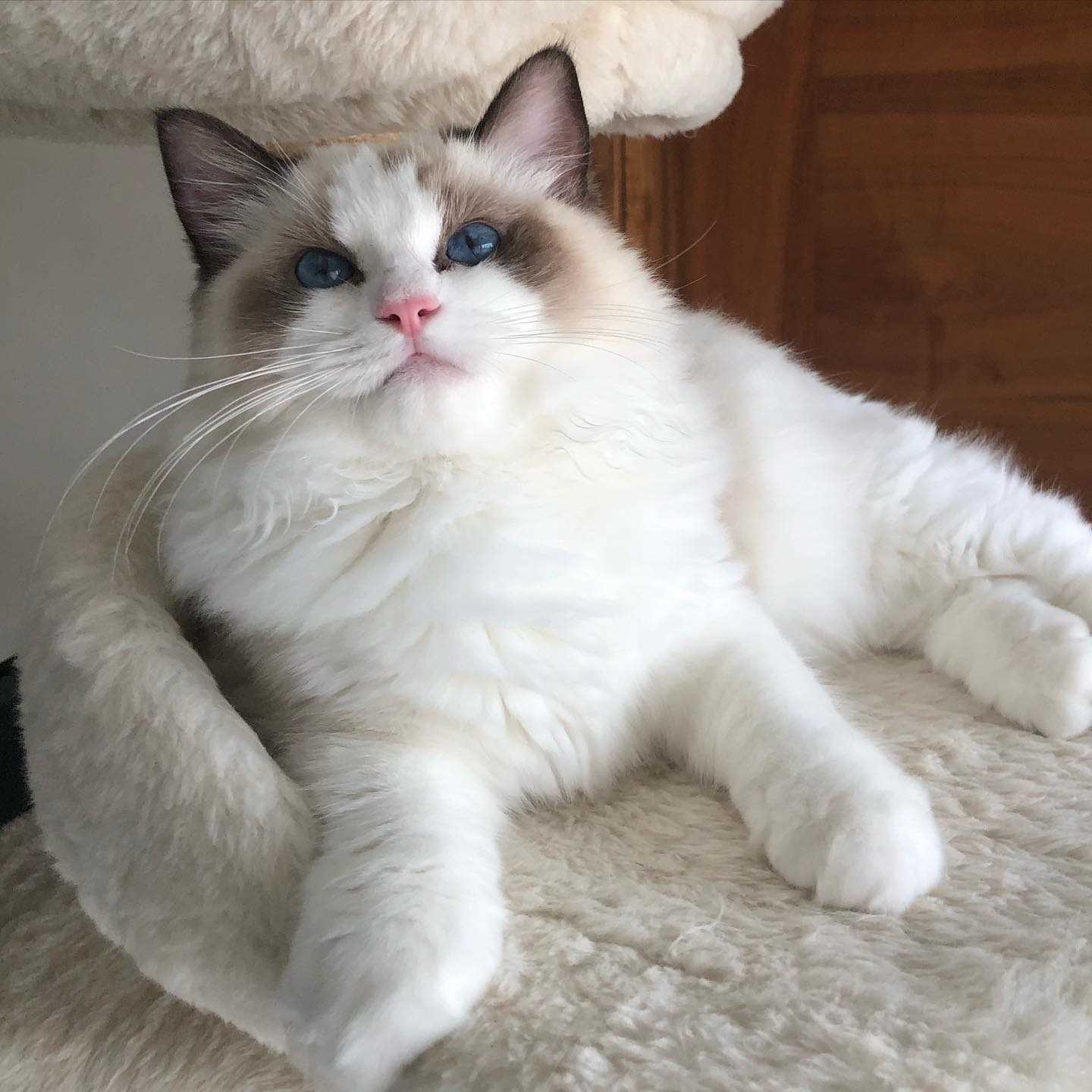 Champion Bloodline Ragdoll Cat