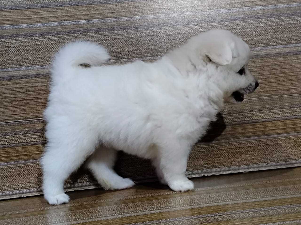 Getting a Pomeranian