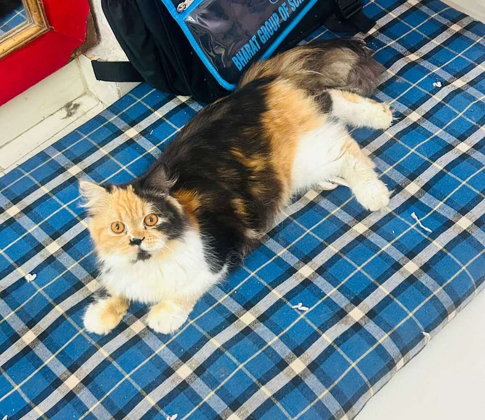 Mr n Mrs Pet