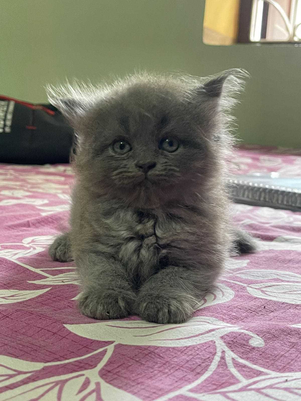 Persian For Sale In Patna