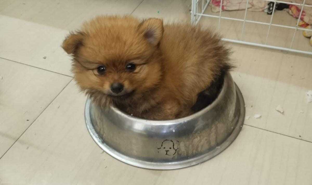 Culture Pomeranian For Sale In Raigarh
