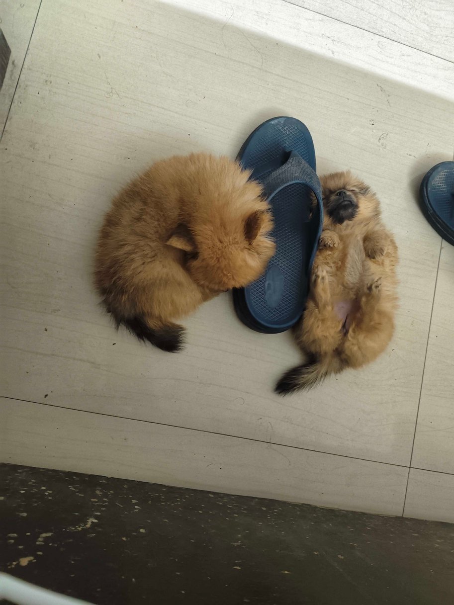 Culture Pomeranian For Sale In Raigarh