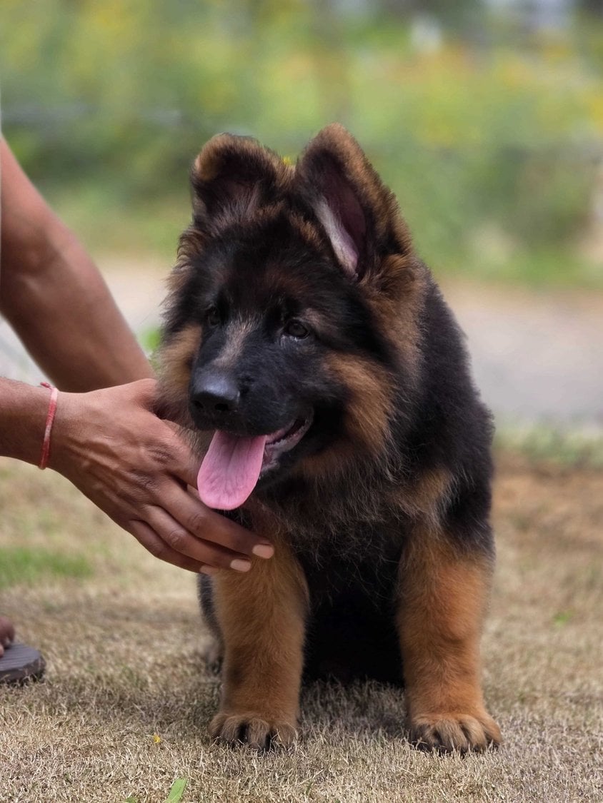 German Shepherd For Sale In Chandigarh
