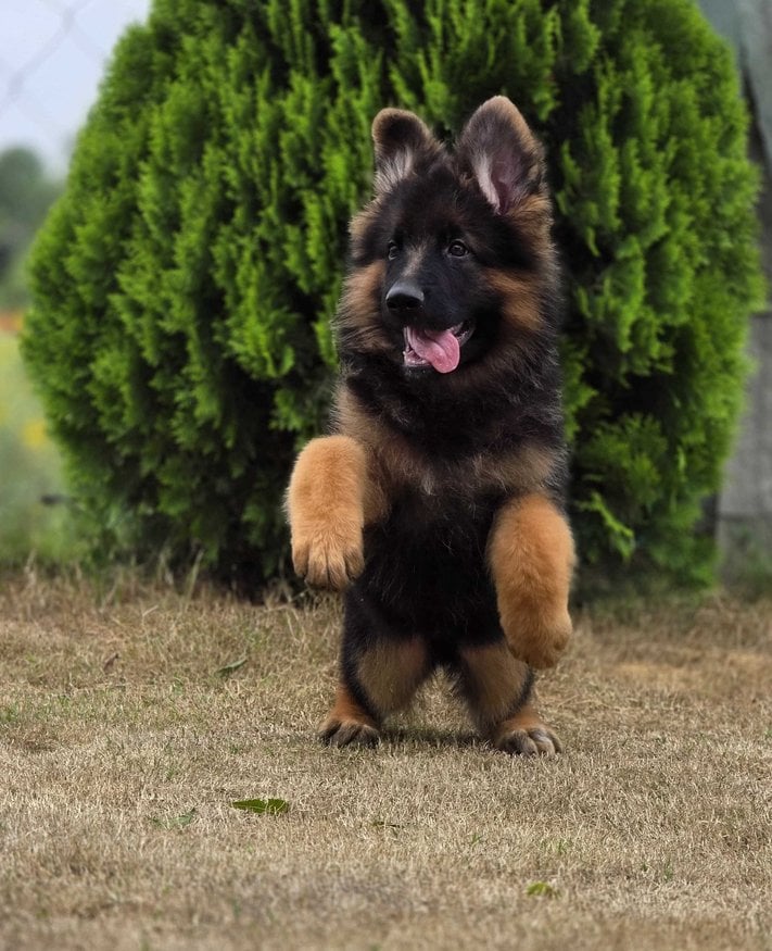 German Shepherd For Sale In Chandigarh