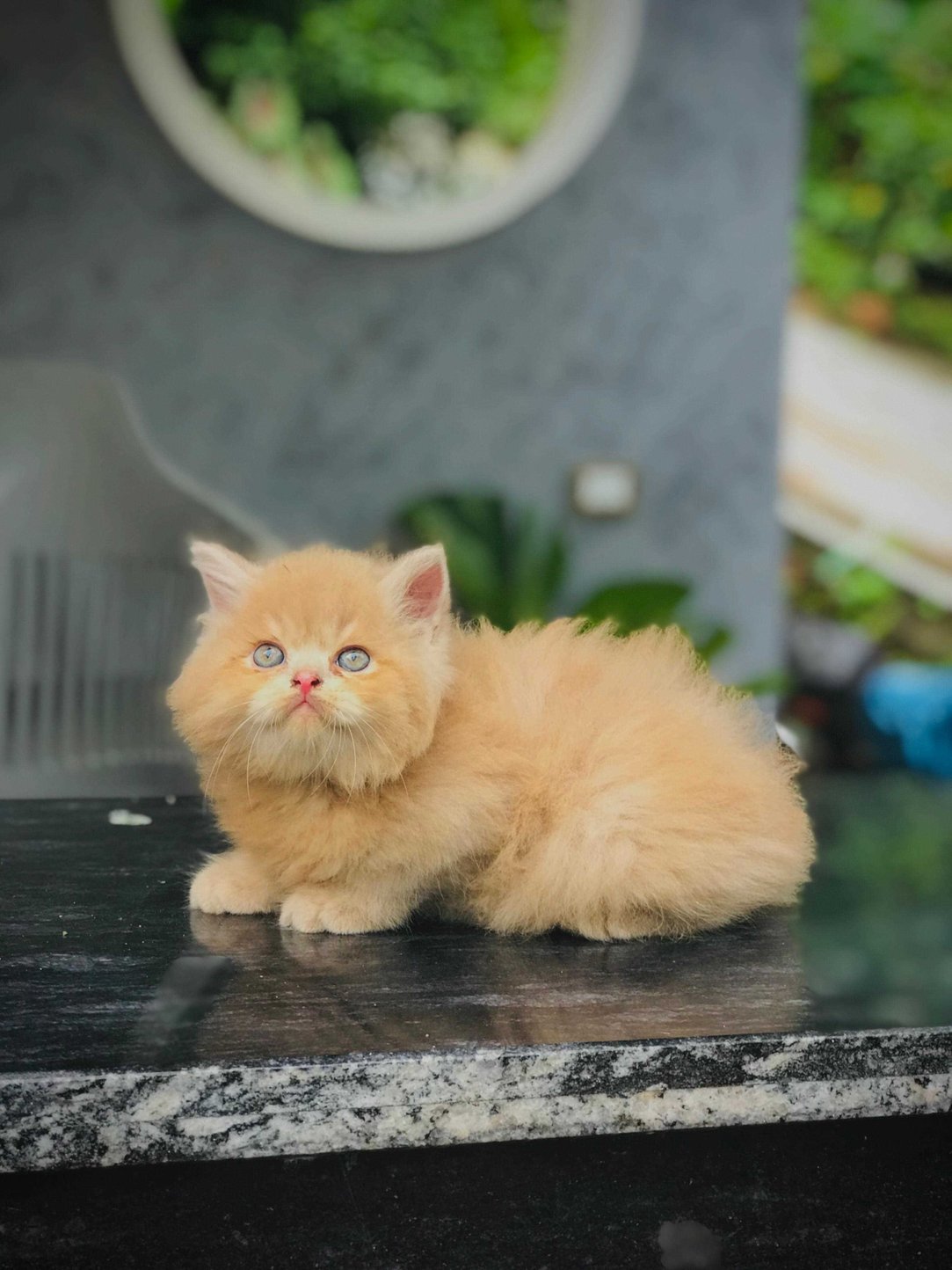Persian For Sale In Udaipur
