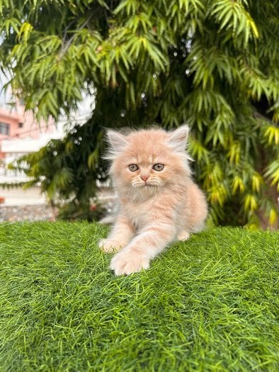 Persian For Sale In Udaipur