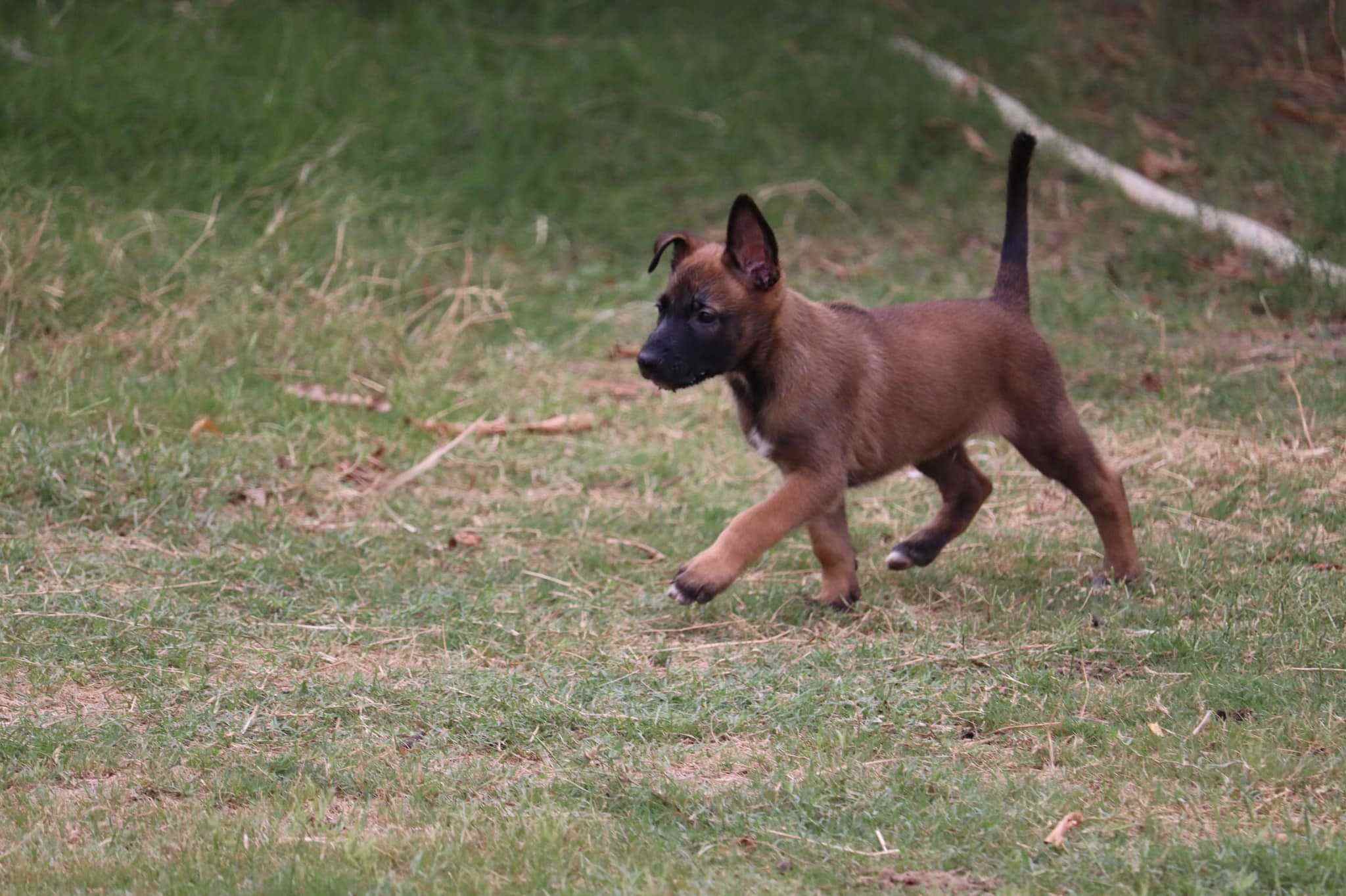 Belgian Malinois For Sale In Coimbatore