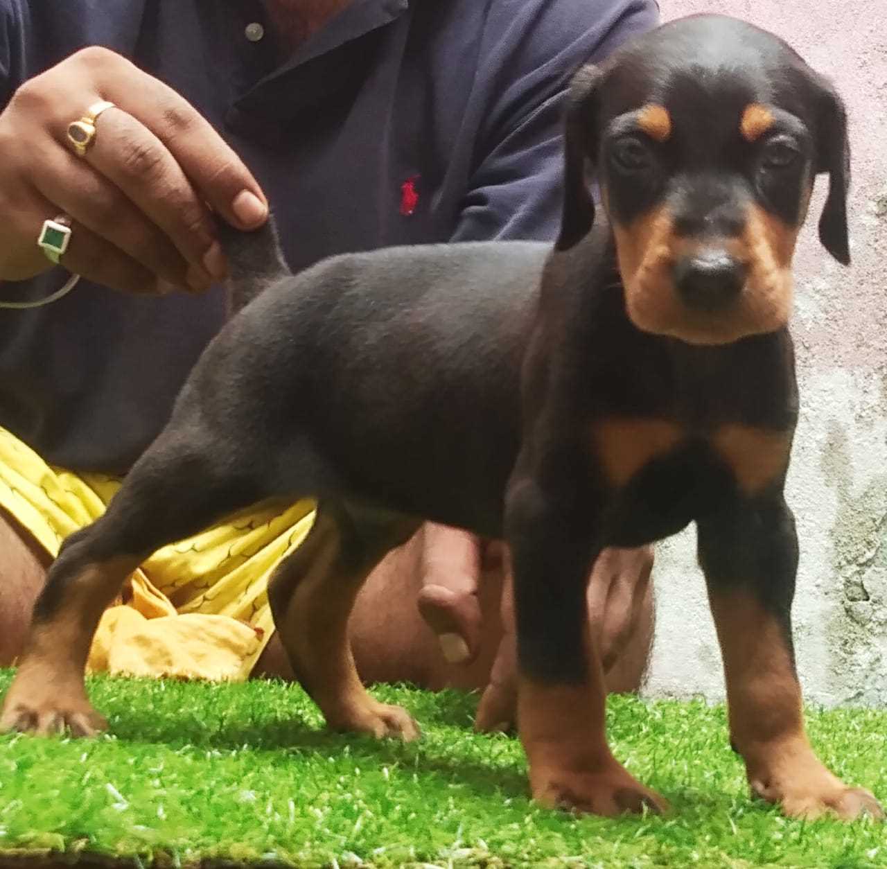 Basic Quality Doberman