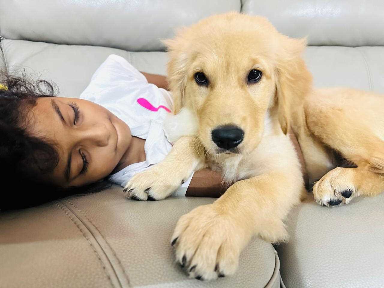 Labrador Retriever For Sale In Dehradun
