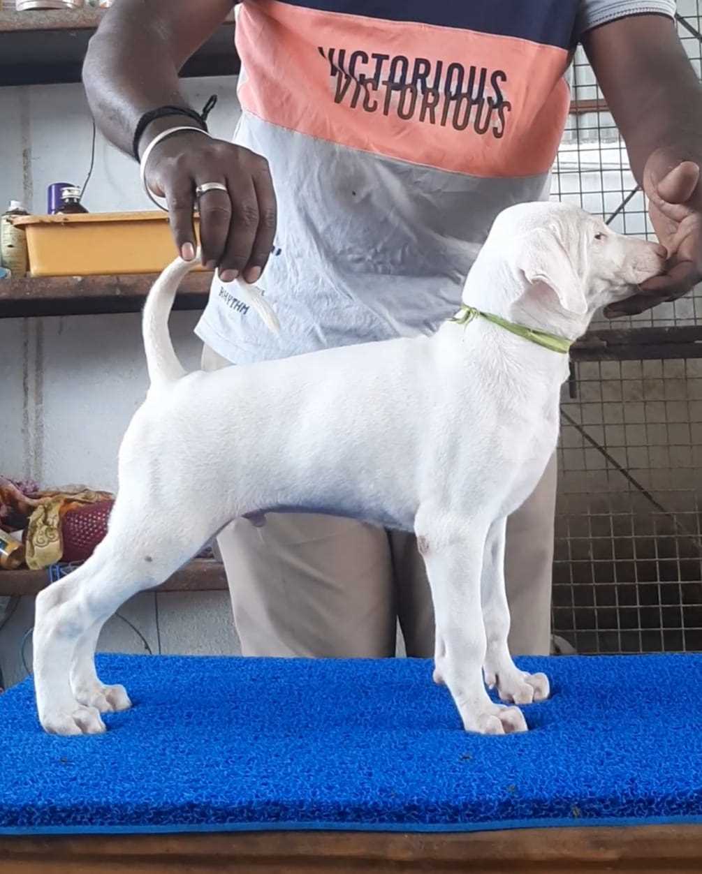 Champion Bloodline Rajapalayam