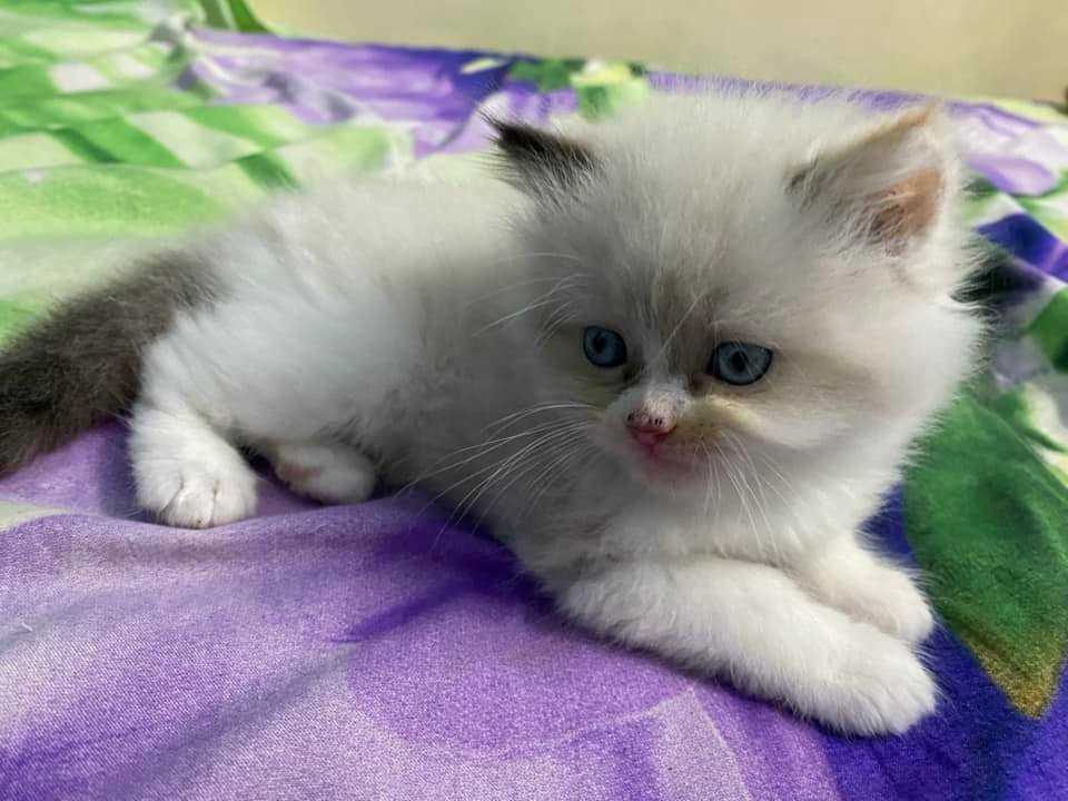 Ragdoll For Sale In Bangalore