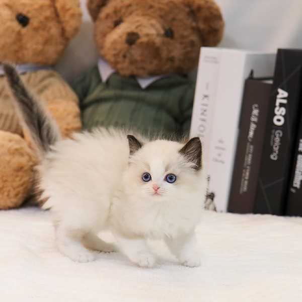 Ragdoll For Sale In Bangalore