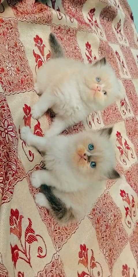 Ragdoll For Sale In Bangalore