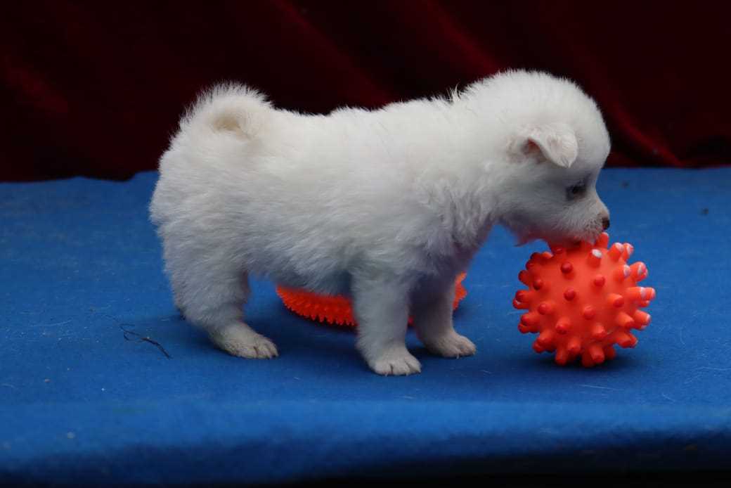 Pomeranian For Sale In Ranchi