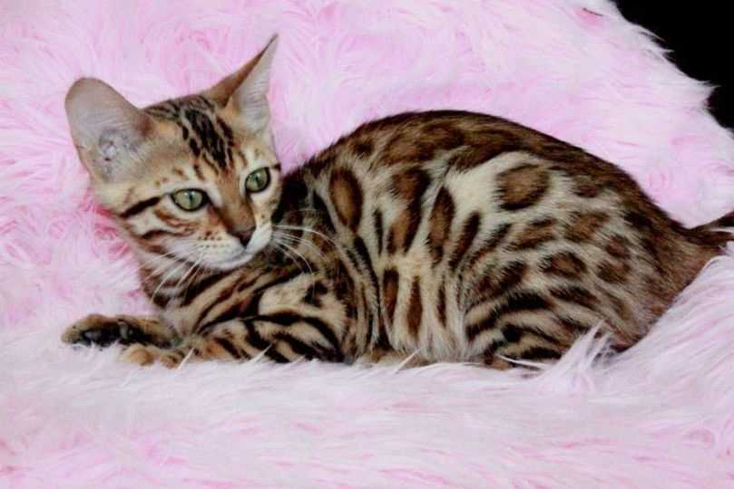 Bengal For Sale In Pune