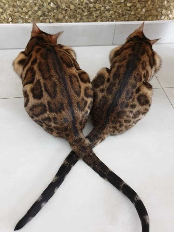 Bengal For Sale In Pune