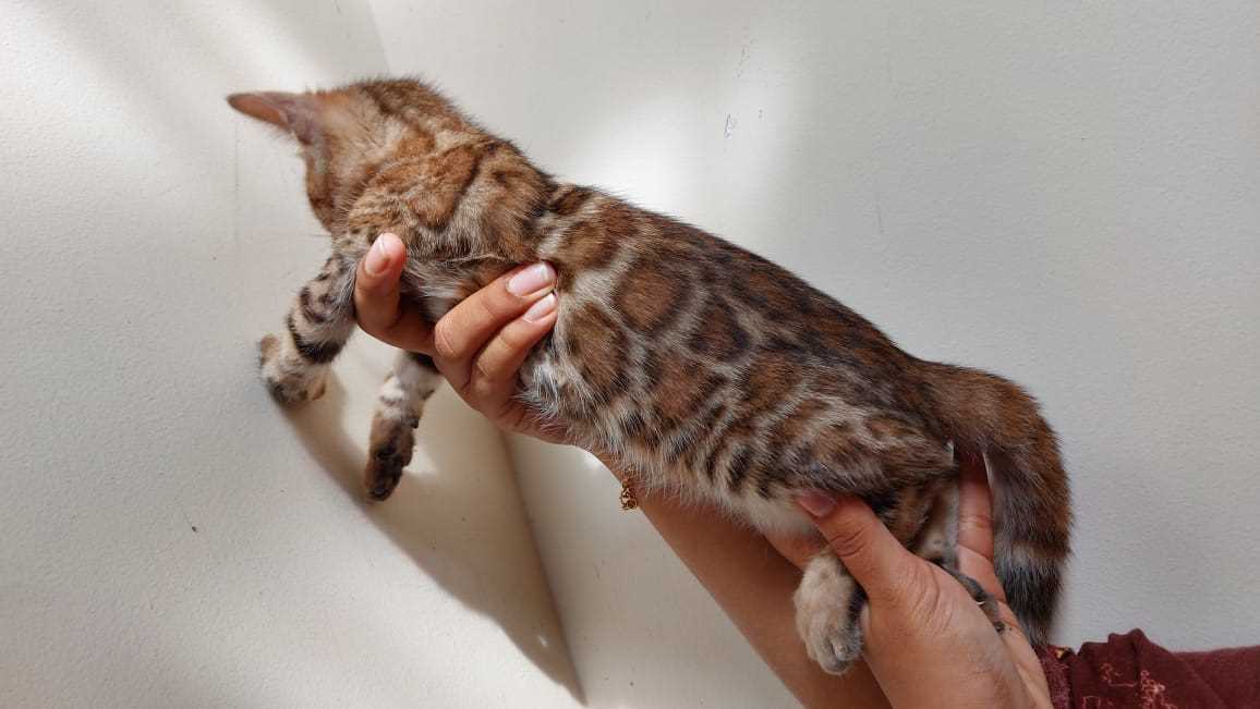 Bengal For Sale In Pune
