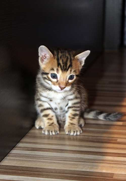 Bengal For Sale In Pune