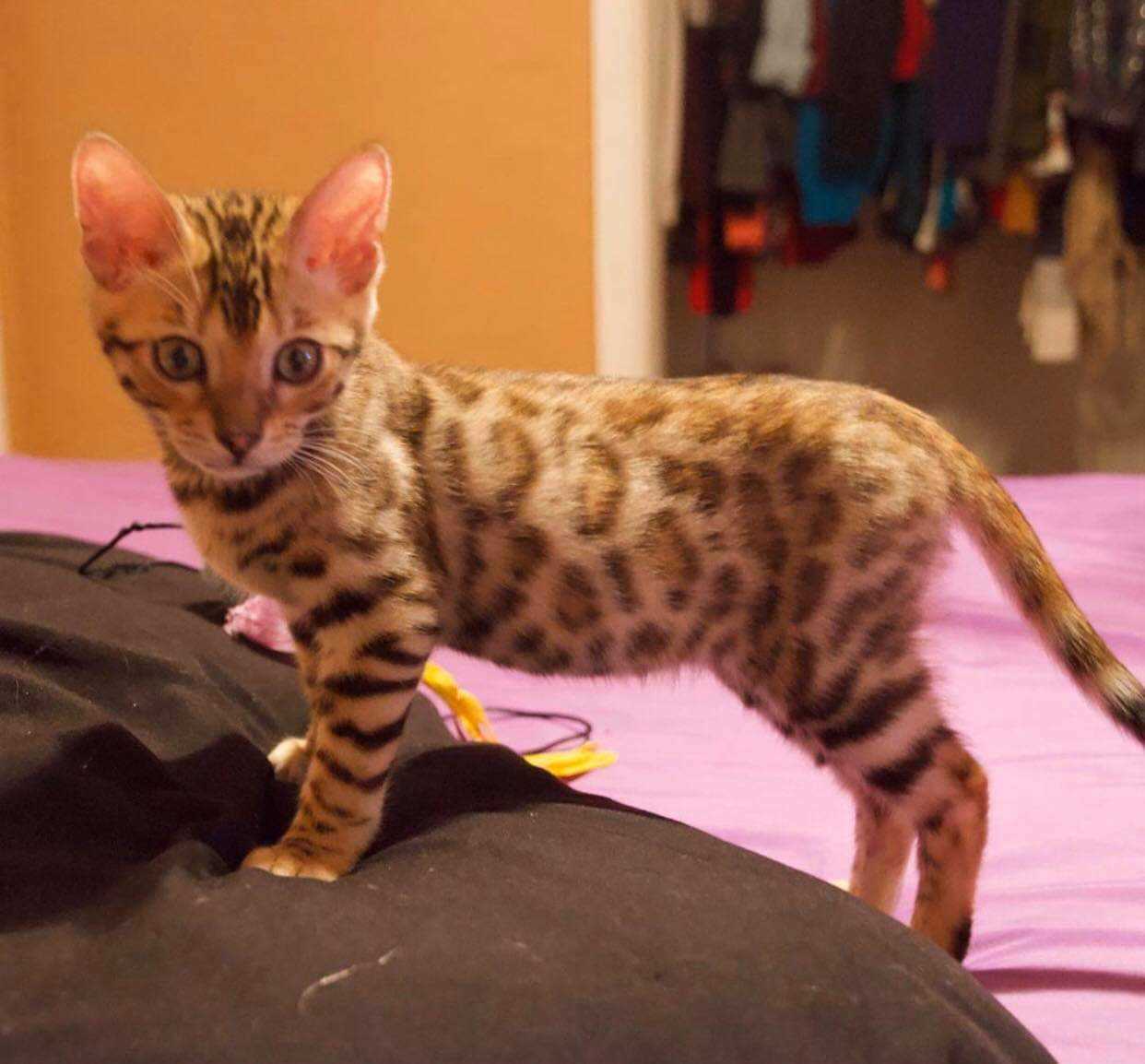Bengal For Sale In Pune