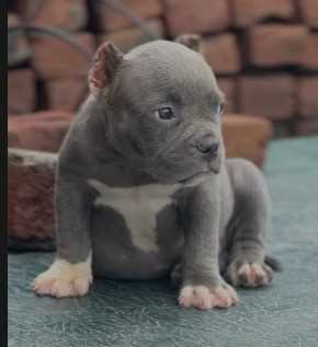 American Bully For Sale In Jaipur