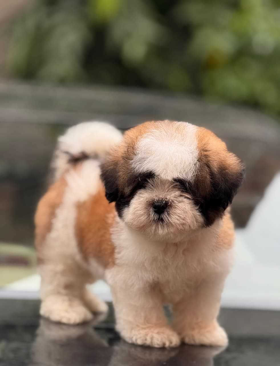 Shih Tzu For Sale In Bhubaneswar