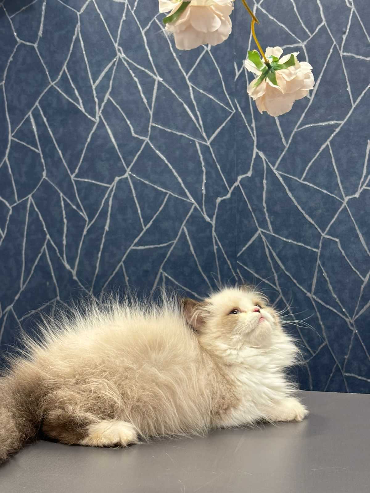 Ragdoll For Sale In Kochi