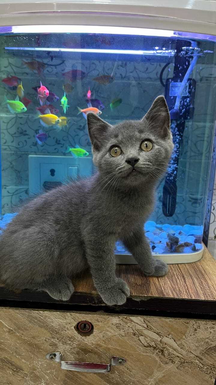 British Shorthair For Sale In Kochi