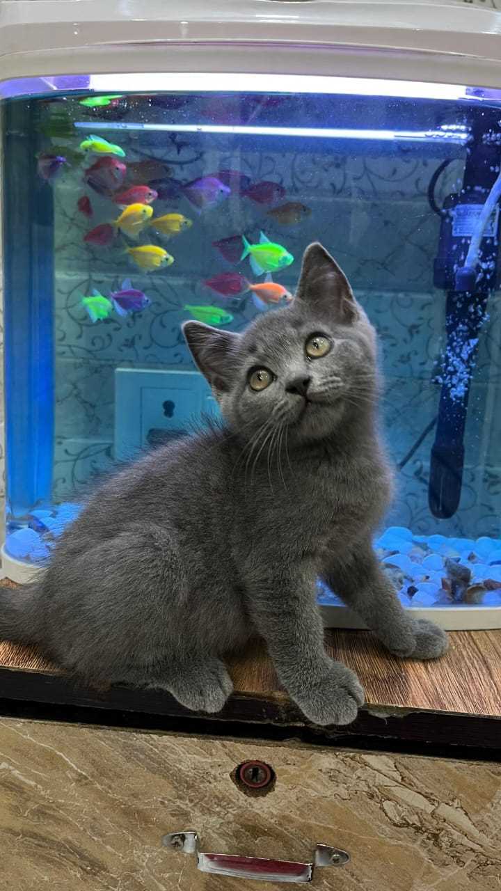 British Shorthair For Sale In Kochi