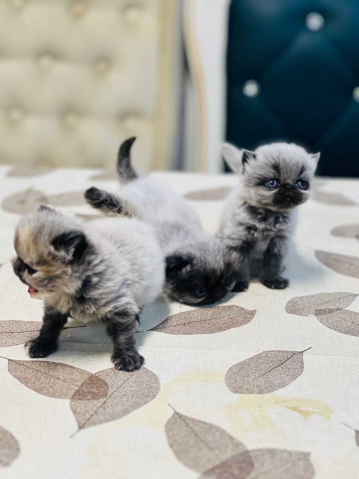 Siamese For Sale In Kochi