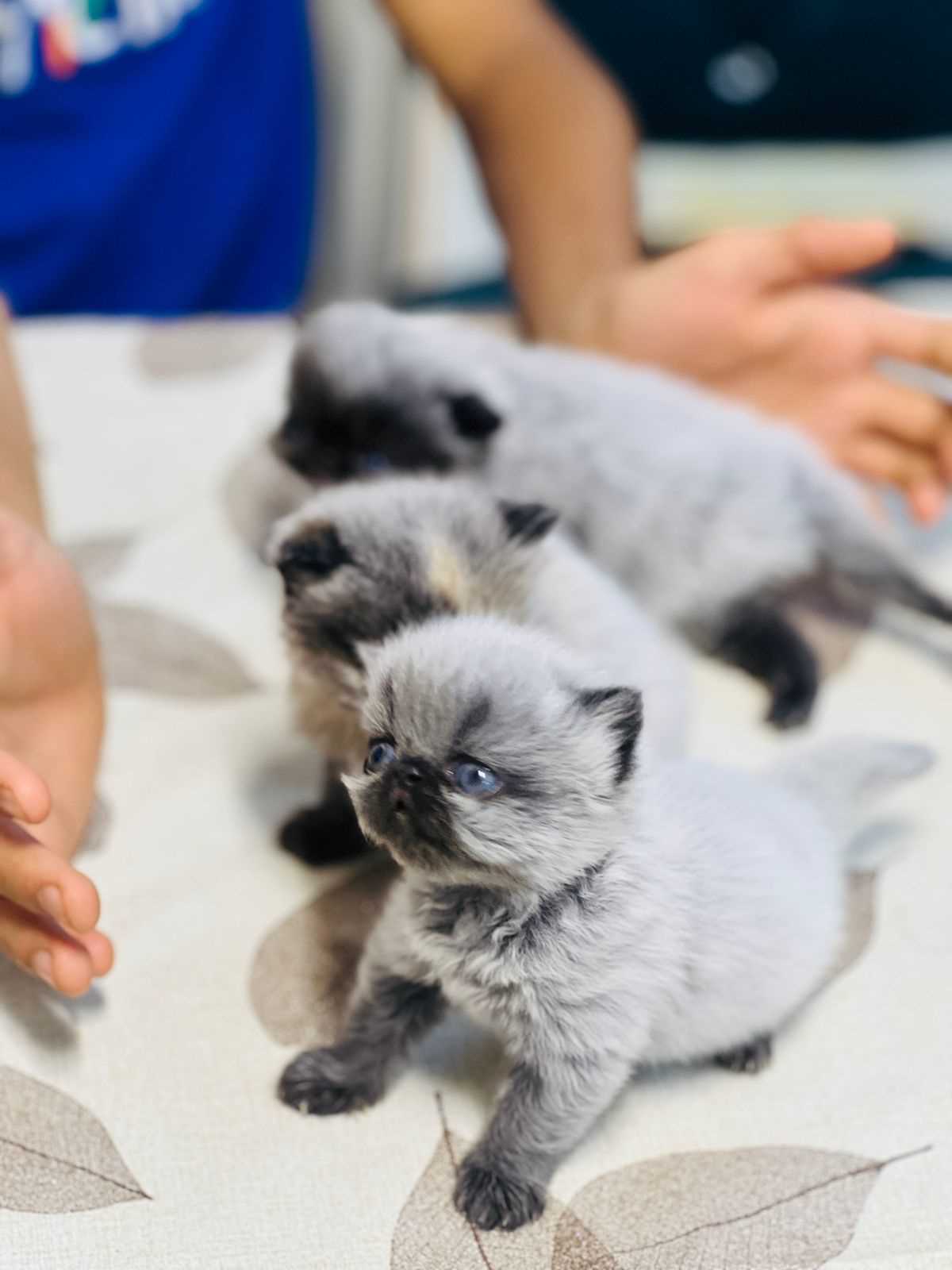 Siamese For Sale In Kochi