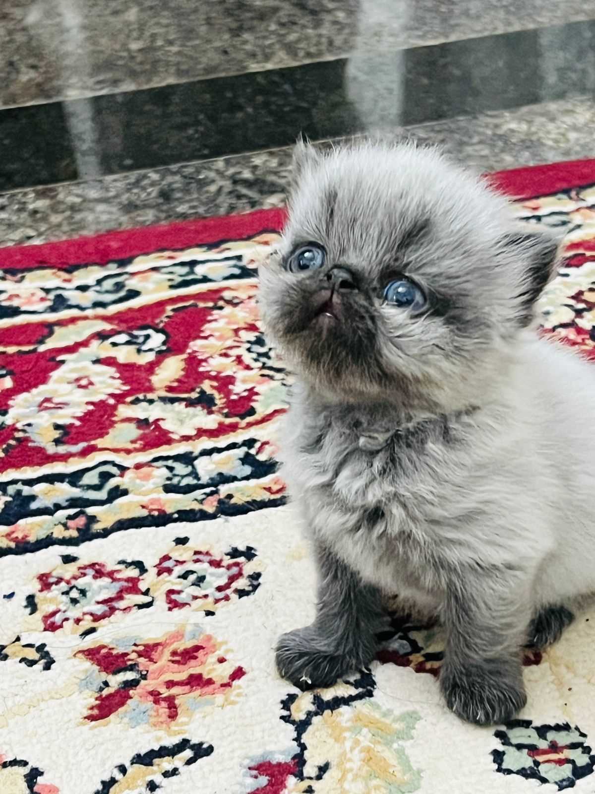 Siamese For Sale In Guwahati