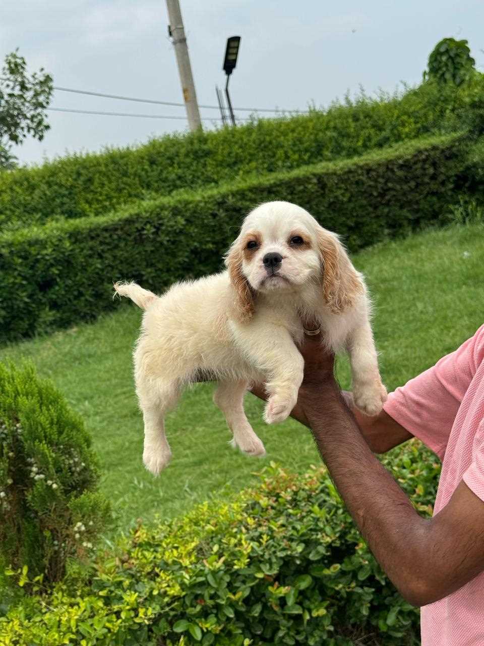 Cavalier King Charles Spaniel For Sale In Bangalore