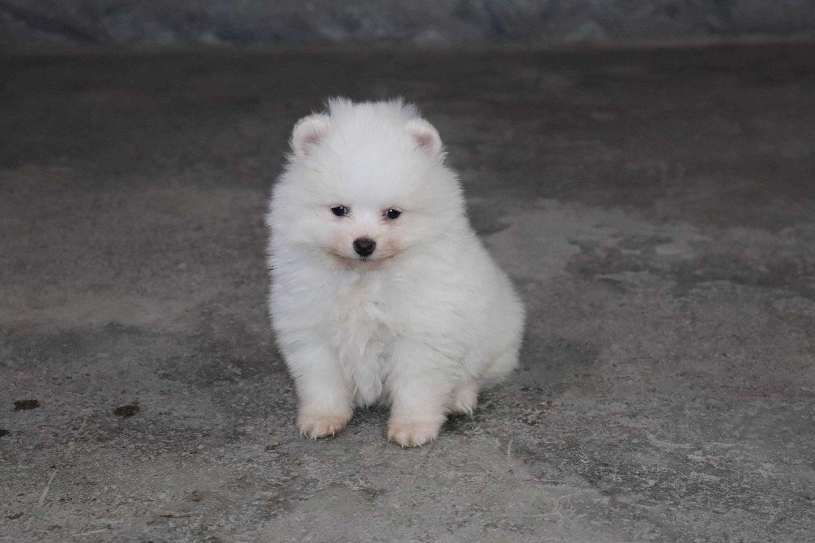 Basic Quality Toy Pom