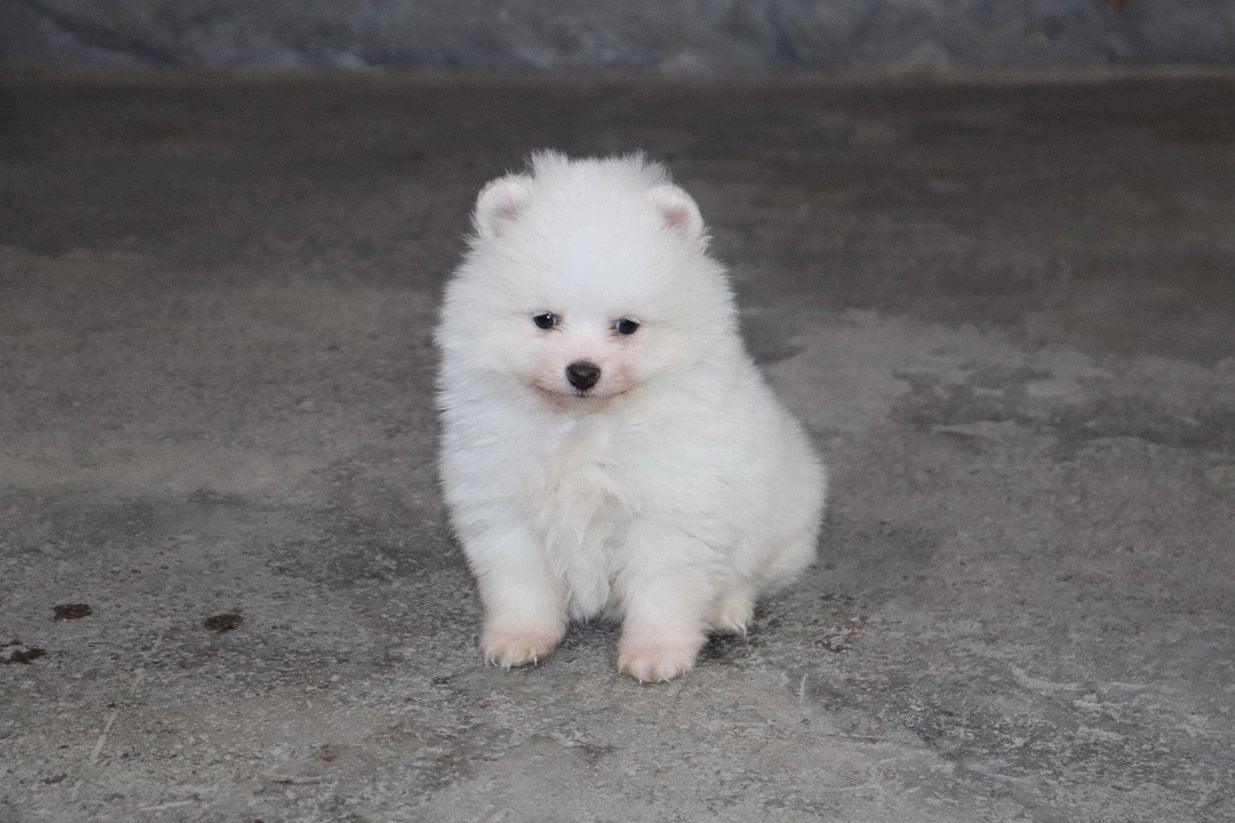 Toy Pom For Sale In Ahmedabad