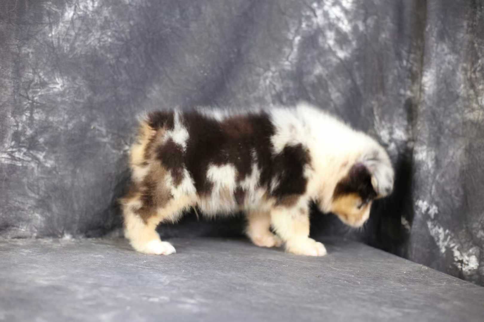 Australian Shepherd For Sale In Bangalore