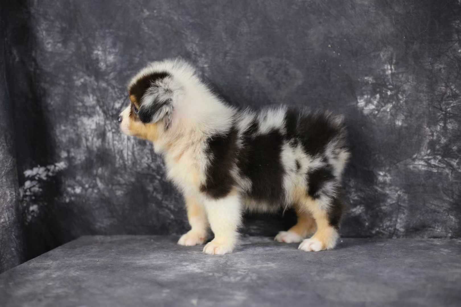 Australian Shepherd For Sale In Bangalore