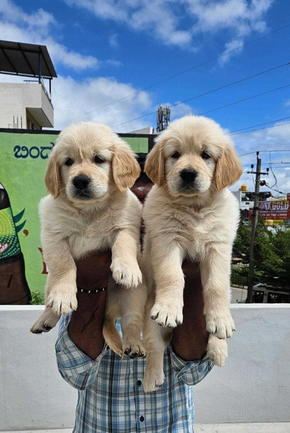 Golden Retriever For Sale In Surat