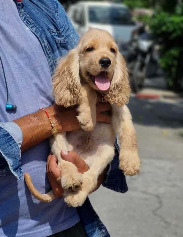 Cocker Spaniel For Sale In Guwahati