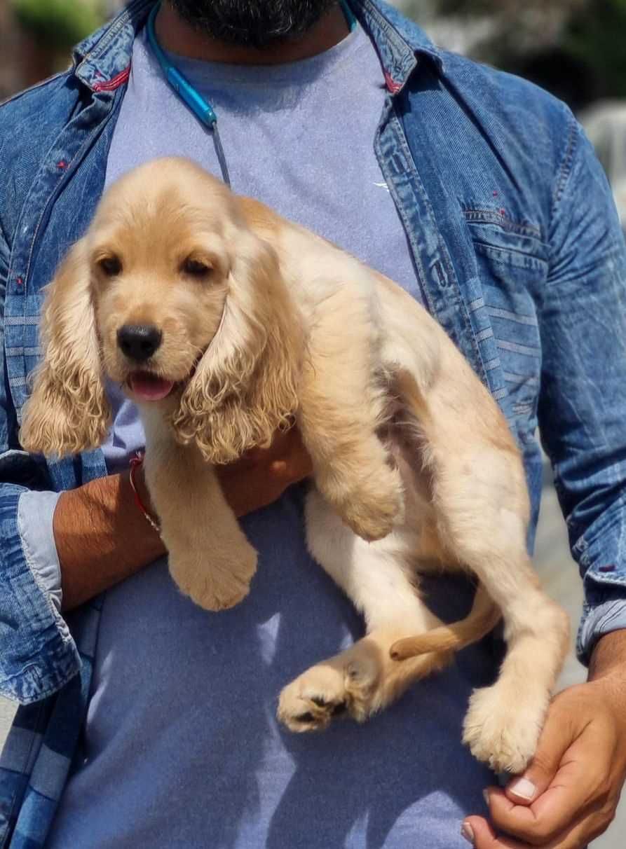 Cocker Spaniel For Sale In Guwahati