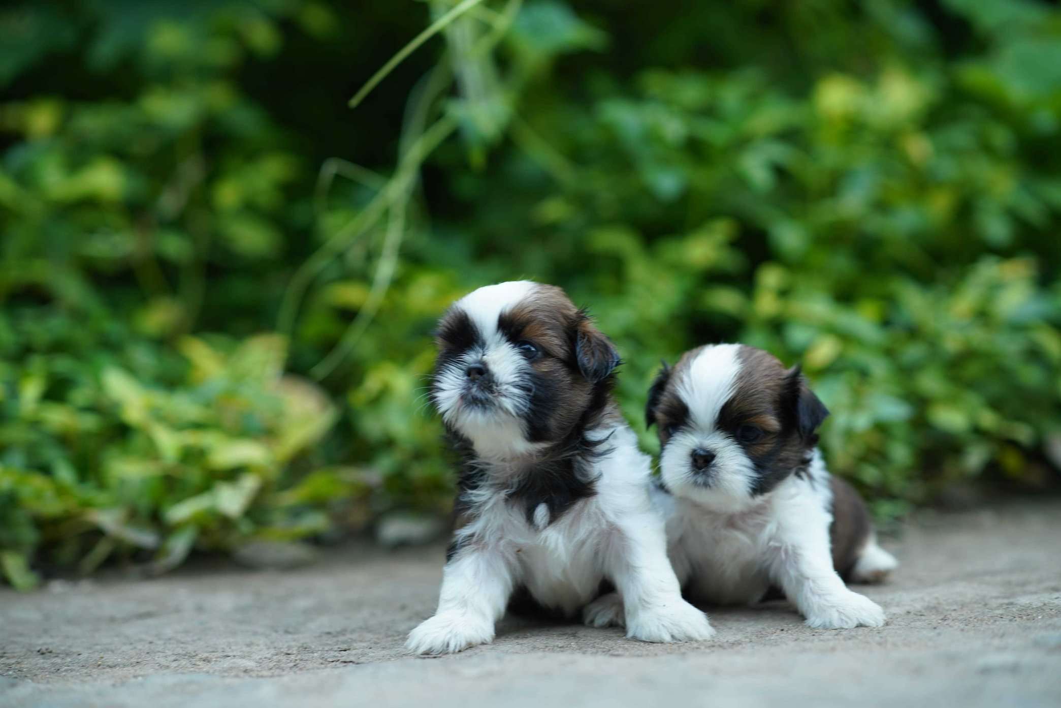 Shih Tzu For Sale In Udaipur
