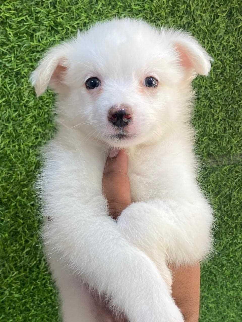 Pomeranian For Sale In Patna