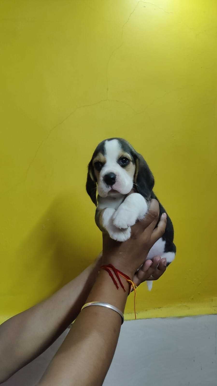 Beagle For Sale In Bangalore