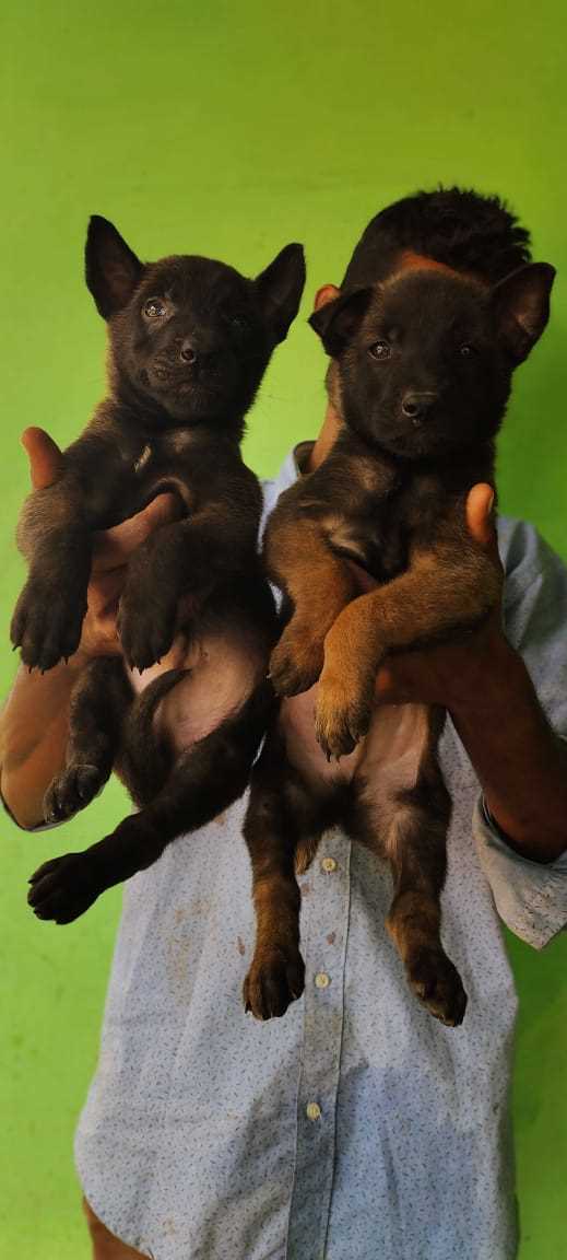 Belgian Malinois For Sale In Bilaspur