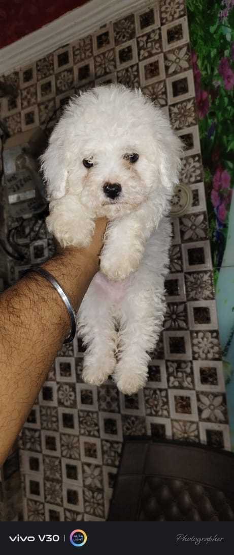Bichon Frise For Sale In Shimla